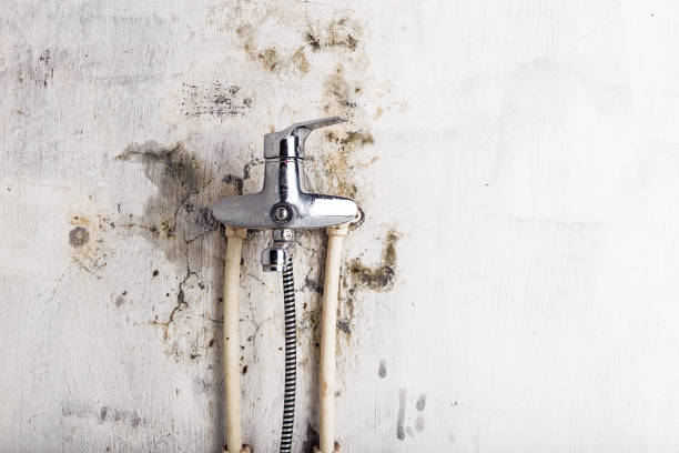 Best Fast Mold Removal  in Wilton, IA