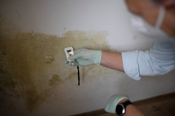 Best Commercial Mold Removal  in Wilton, IA