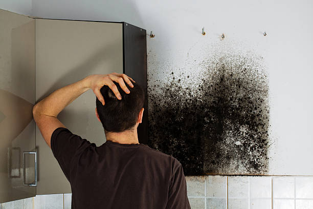 Mold Removal and Inspection in Wilton, IA