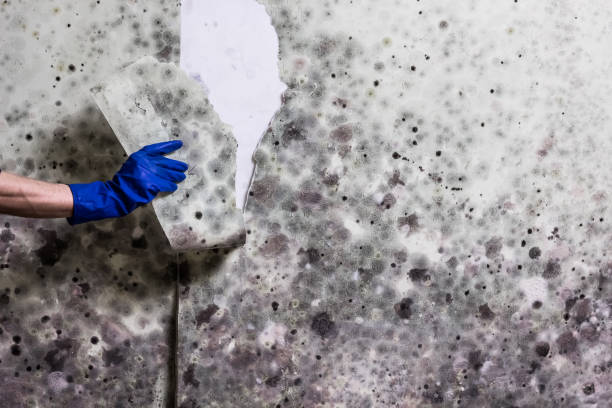 Best Black Mold Removal  in Wilton, IA