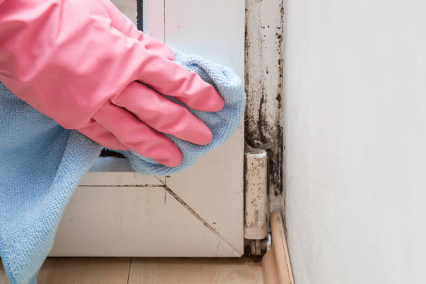Best Toxic Mold Removal  in Wilton, IA