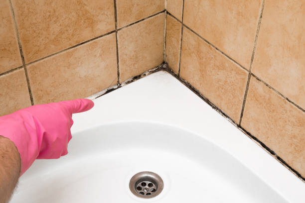 Best Emergency Mold Removal  in Wilton, IA